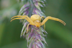 Misumena vatia