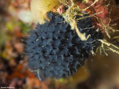 Chelonaplysilla noevus