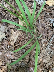 Iris verna