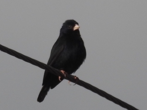 Village Indigobird