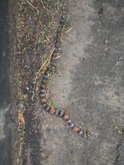 Micrurus dissoleucus dissoleucus
