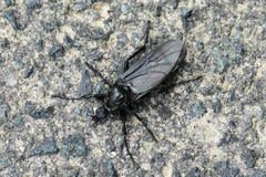 Dilophus febrilis