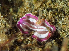 Prostheceraeus roseus