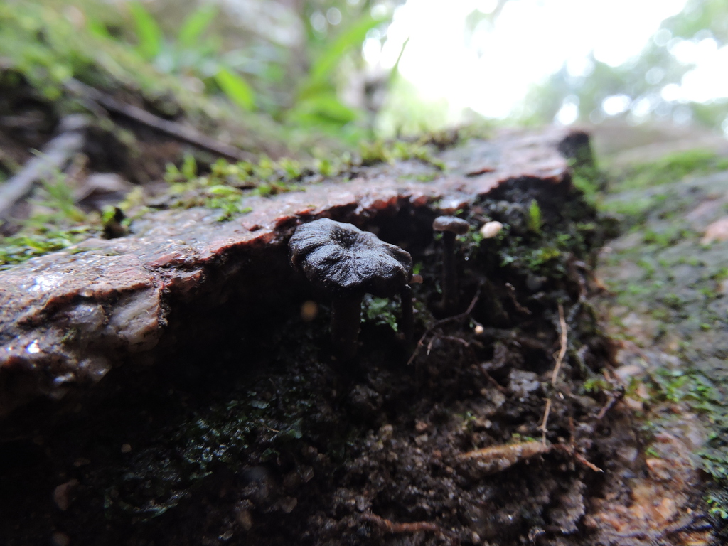 Craterellus niger