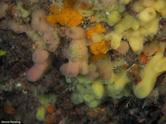 Haliclona mediterranea