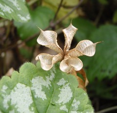 Eranthis hyemalis