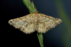 Heliomata glarearia
