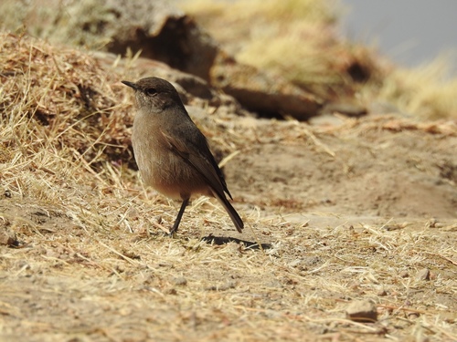 Pinarochroa sordida