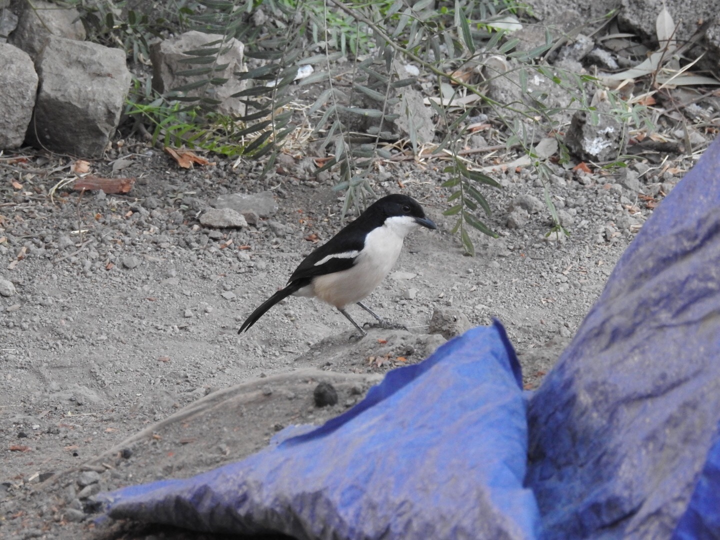 Ethiopian Boubou (Laniarius aethiopicus), photo 7