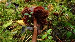 Cortinarius gentilis