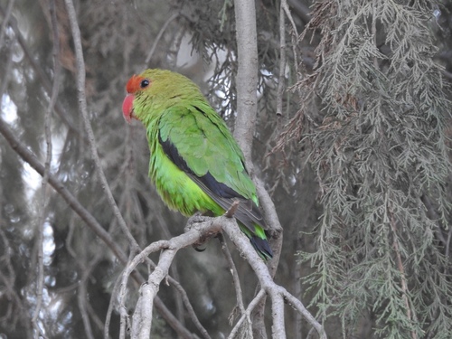 Agapornis taranta