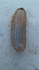 Lepidonotus squamatus