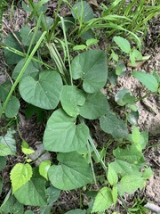 Aristolochia tomentosa