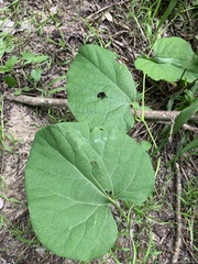 Aristolochia tomentosa