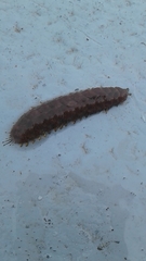 Lepidonotus squamatus