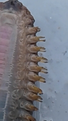 Lepidonotus squamatus