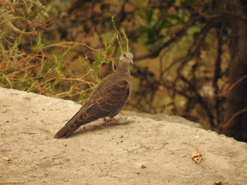 Streptopelia lugens
