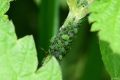 Aphis urticata