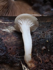 Lentinellus subaustralis
