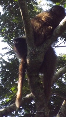 Callicebus nigrifrons