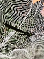 Calopteryx maculata