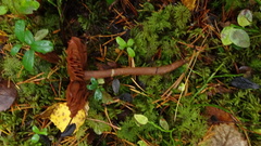 Cortinarius gentilis