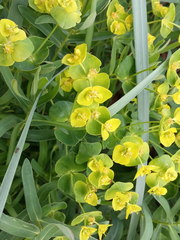 Euphorbia iberica