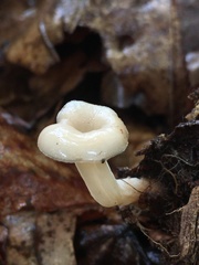 Lentinellus subaustralis