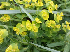 Euphorbia iberica