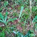 Schefflera longipedicellata - Photo (c) ravorama, alguns direitos reservados (CC BY-NC), uploaded by ravorama