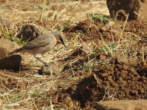 Oenanthe isabellina
