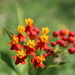 Asclepias curassavica - Photo (c) Ricard Busquets Reverte, μερικά δικαιώματα διατηρούνται (CC BY), uploaded by Ricard Busquets Reverte