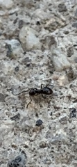 Brachymyrmex patagonicus