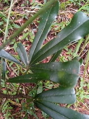 Neocussonia longipedicellata image