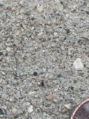 Brachymyrmex patagonicus