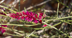 Hermbstaedtia odorata