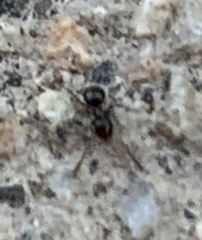 Brachymyrmex patagonicus