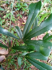 Neocussonia longipedicellata image