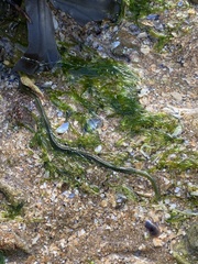 Eulalia clavigera