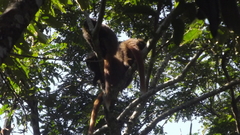 Callicebus nigrifrons
