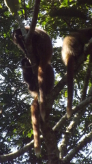 Callicebus nigrifrons
