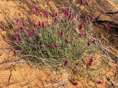 Hermbstaedtia odorata