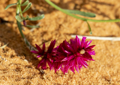 Hermbstaedtia odorata