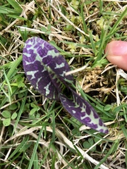 Dactylorhiza majalis