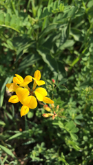 Lotus corniculatus