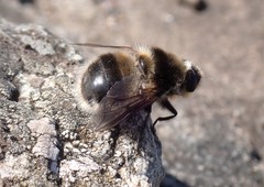 Cephenemyia auribarbis