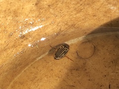 Agabus disintegratus