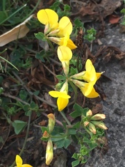 Lotus corniculatus