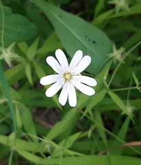 Rabelera holostea
