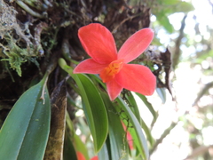 Cattleya coccinea